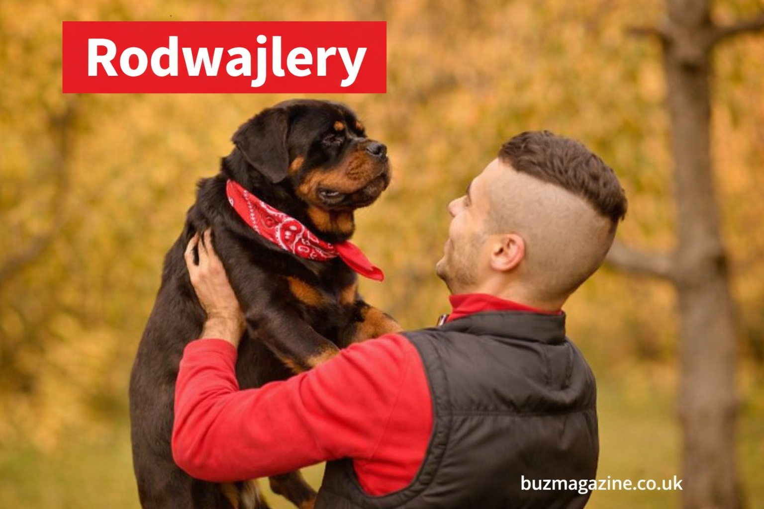 Rodwajlery: The Ultimate Guide to Polish Rottweilers – History, Care, Training, and Health